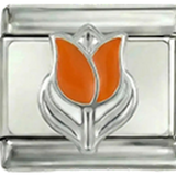 Holländsk tulpan